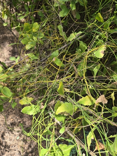 Cassytha filiformis observed 2026-07-08