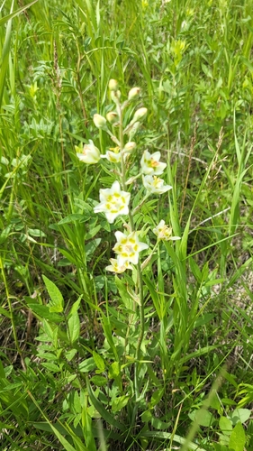 Mountain Deathcamas