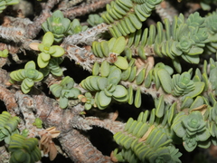 Pimelea prostrata seismica