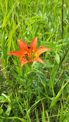 Wood Lily
