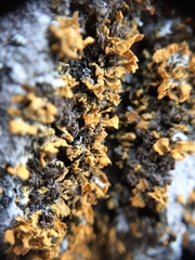 Teloschistes velifer