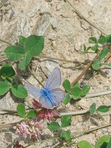Common Blue