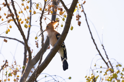 Madagascar Hoopoe (Upupa marginata), photo 10