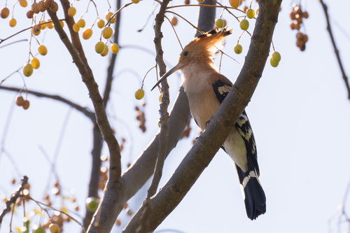 Madagascar Hoopoe (Upupa marginata), photo 8