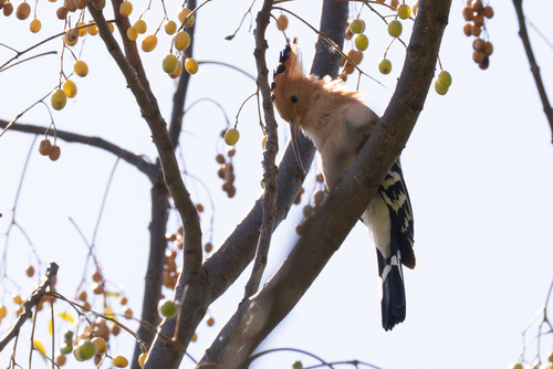 Madagascar Hoopoe (Upupa marginata), photo 9