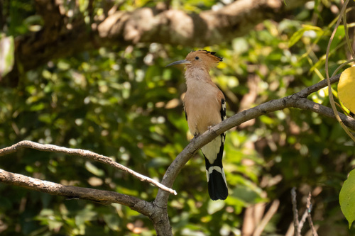 Madagascar Hoopoe (Upupa marginata), photo 5