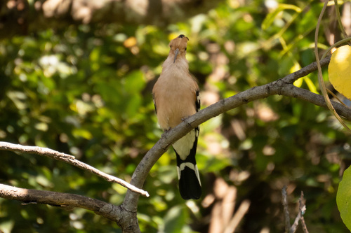 Madagascar Hoopoe (Upupa marginata), photo 6