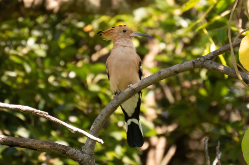 Madagascar Hoopoe (Upupa marginata), photo 7