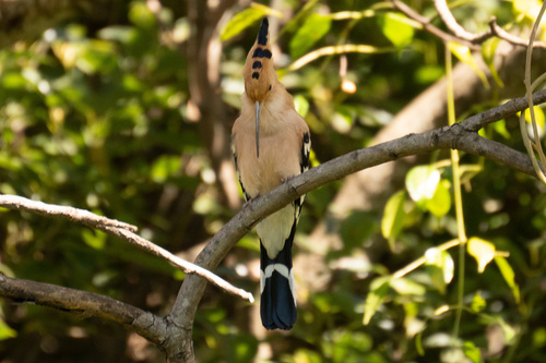 Madagascar Hoopoe (Upupa marginata), photo 3