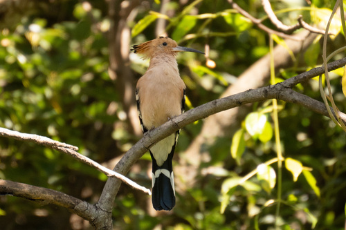 Madagascar Hoopoe (Upupa marginata), photo 10