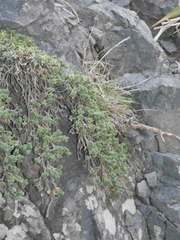 Pimelea prostrata seismica