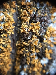 Teloschistes velifer