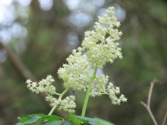 Sambucus racemosa