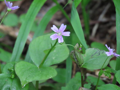 Claytonia sibirica