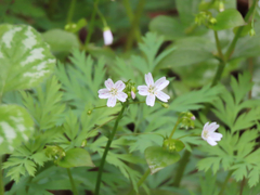 Claytonia sibirica
