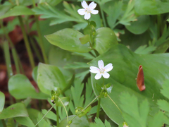 Claytonia sibirica