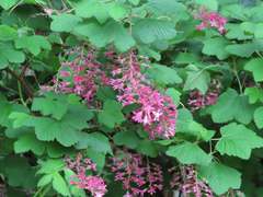 Ribes sanguineum