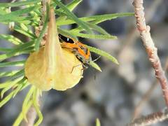Lygaeus reclivatus