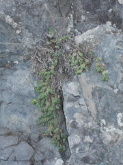 Pimelea prostrata seismica