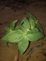 Spigelia