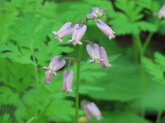 Dicentra formosa