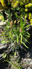 Plantago alpina, photograph author not stated, no rights reserved