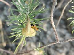 Lygaeus reclivatus