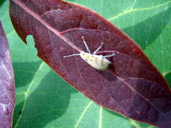 Myllocerina