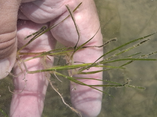Ruppia cirrhosa observed 2026-07-04
