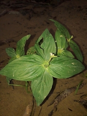 Spigelia