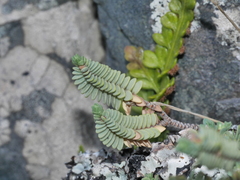 Pimelea prostrata seismica