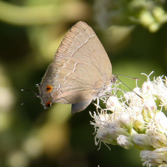 Contrafacia catharina
