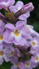 Pitraea cuneato-ovata