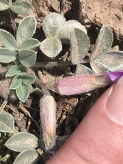 Astragalus newberryi