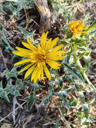 Scolymus grandiflorus