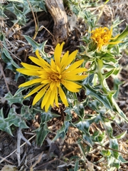 Scolymus grandiflorus