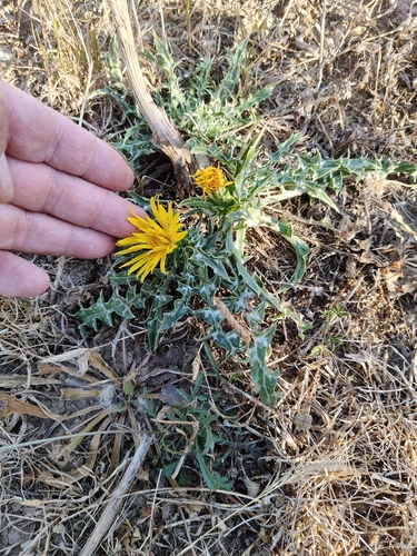 Scolymus grandiflorus, photograph 2