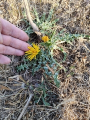 Scolymus grandiflorus, photograph (c) Karim Haddad, some rights reserved (CC BY)