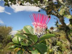 Arnaldoa macbrideana