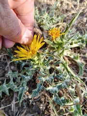 Scolymus grandiflorus, photograph (c) Karim Haddad, some rights reserved (CC BY)