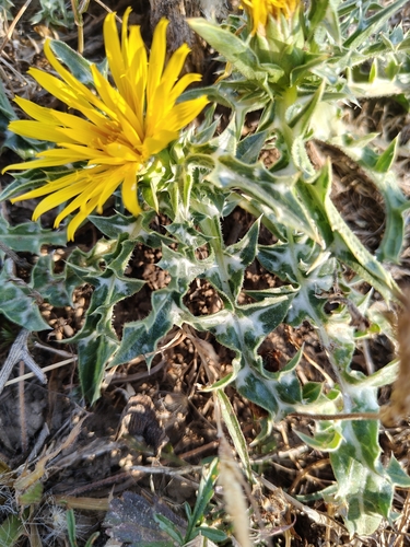 Scolymus grandiflorus, photograph 4