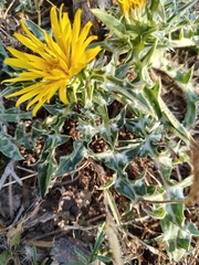 Scolymus grandiflorus, photograph (c) Karim Haddad, some rights reserved (CC BY)