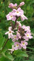 Pitraea cuneato-ovata