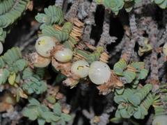 Pimelea prostrata seismica