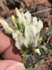 Astragalus oophorus