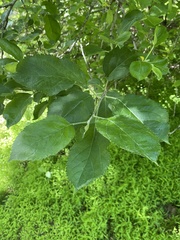 Kulturapfel (Malus domestica): Herkunft und Verwendung — Foto 2