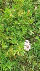 Pitraea cuneato-ovata