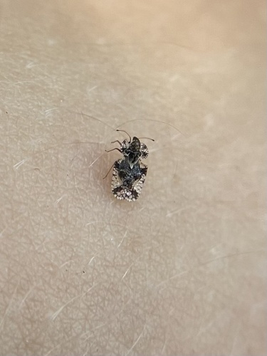 iNaturalist observation photo of Lace Bugs