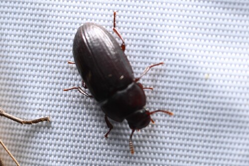 Alphitobius laevigatus observed 2026-07-08