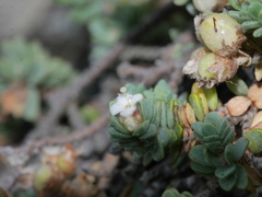 Pimelea prostrata seismica